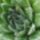 Haworthia-009_348282_22713_t