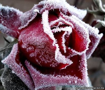 jégvirágos rózsa