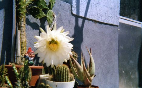 kaktusz 2