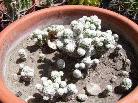 kaktusz 2