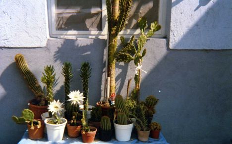 kaktusz 4