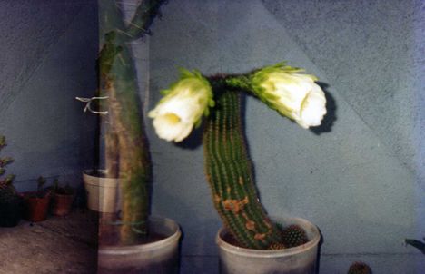 kaktusz 5