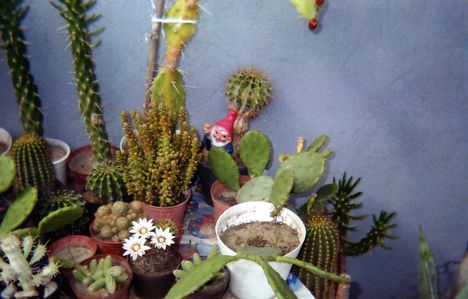 kaktusz 8