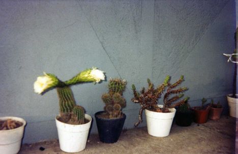 kaktusz 9