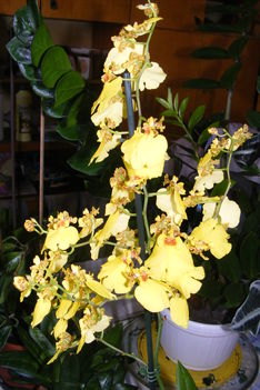 Oncidium orchidea teljes pompával