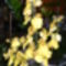 Oncidium orchidea teljes pompával