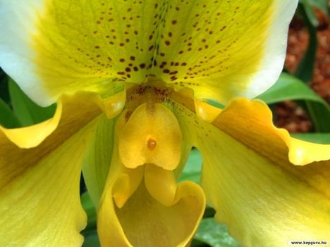 orchidea-063
