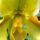 Orchidea063_348002_99817_t