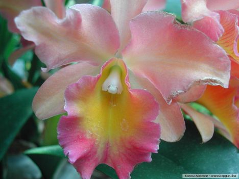 orchidea-092