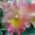 Orchidea092_348003_72915_t