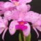 orchidea-110