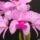 Orchidea110_348004_83285_t