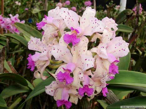 orchidea-113
