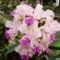 orchidea-113