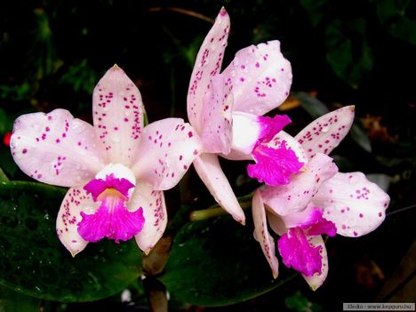 orchidea-114