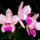 Orchidea114_348007_88649_t