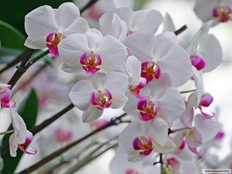 orchidea-120