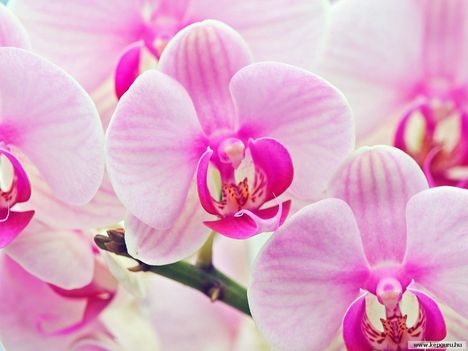 orchidea-125