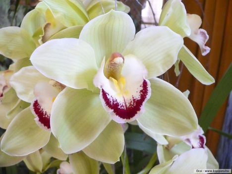 orchidea-129