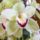 Orchidea129_348010_18260_t