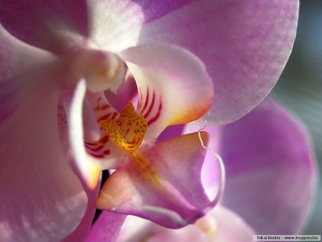 orchidea-134