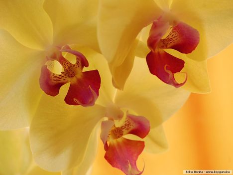 orchidea-135