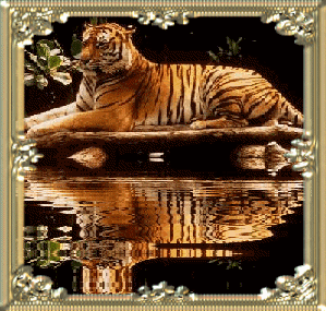 pihenő tigris