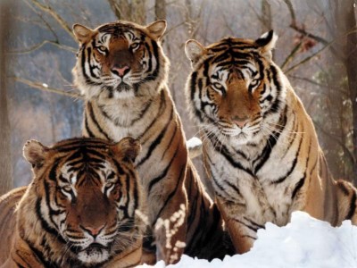 tigris család