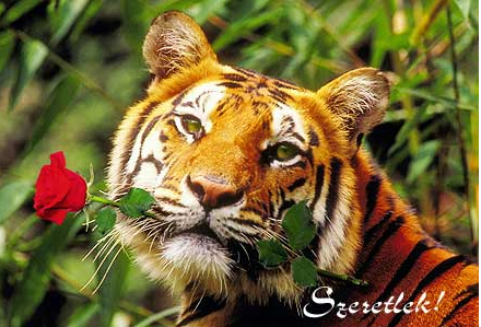 tigris rózsával
