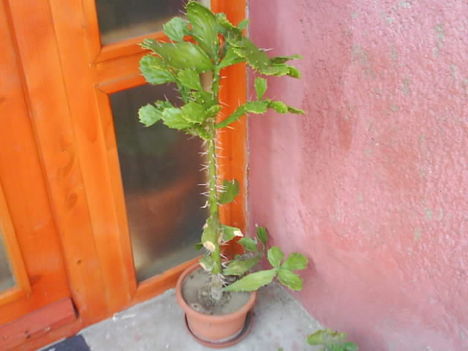 1 méteres kaktusz