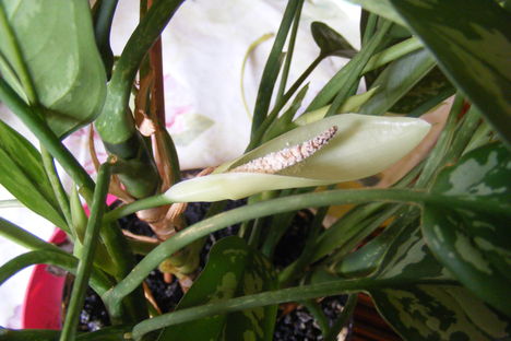 Aglaonema  virágja közelről