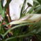 Aglaonema  virágja közelről