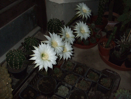 Echinopsis eyriesii