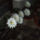 Echinopsis_eyriesii-001_349663_23898_t