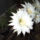 Echinopsis_eyriesii_349662_18697_t