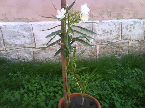 oleander (fehér)