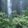 Redwoods_349322_61229_t