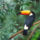 Toco_toucan_349319_22102_t