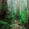 Webb_Creek_and_Redwoods