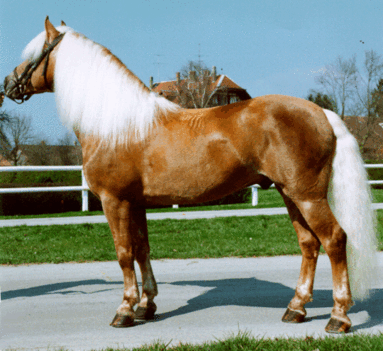 haflinger