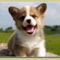 kis welsh corgi