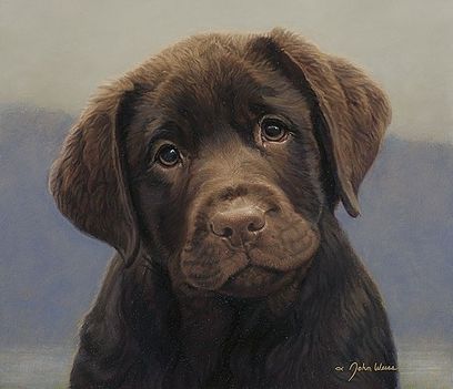 labrador