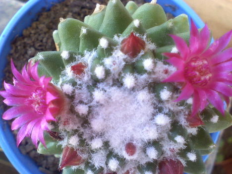 Mammillaria polythele