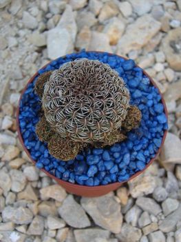 Sulcorebutia