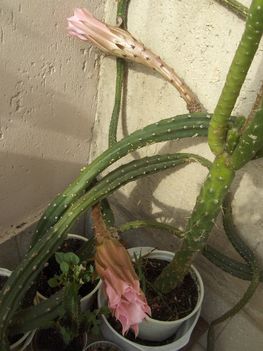 Kaktusz virágzás 12