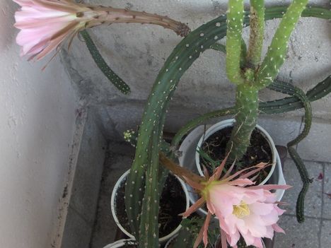 Kaktusz virágzás 13