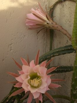 Kaktusz virágzás 14