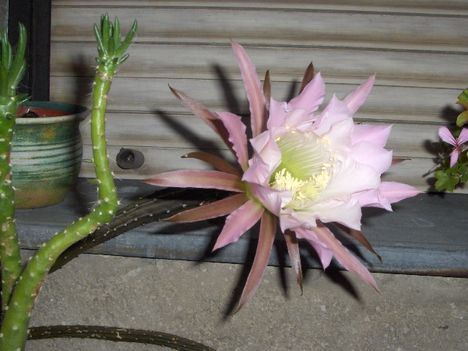 Kaktusz virágzás 1