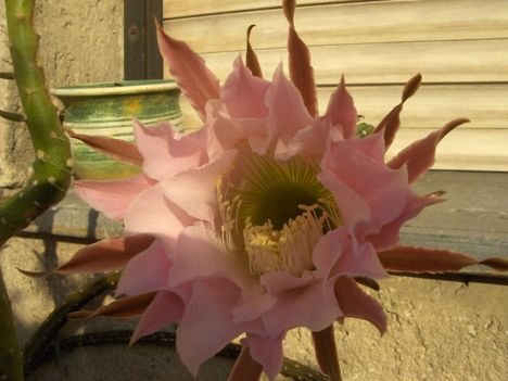 Kaktusz virágzás 2