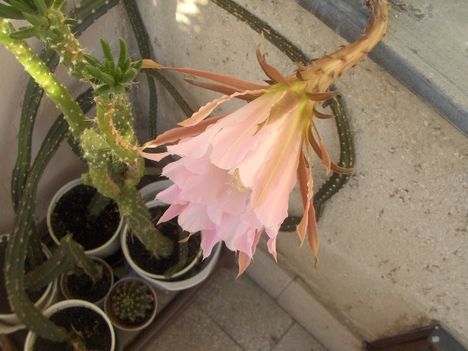 Kaktusz virágzás 3